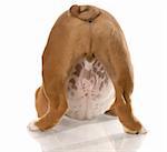 english bulldog puppy from the backside view with body in playful stance