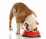 english bulldog puppy eating out of dog food dish with reflection on white background