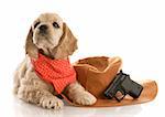 american cocker spaniel puppy dressed up as a cowboy with hat and gun with reflection on white background