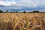 Wheat field - view of wheat spikes from below