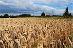 Wheat field and farm house - panoramic view of wheat spikes