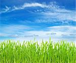 field of green grass and blue cloudy sky