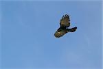 Alpine Chough (Pyrrhocorax graculus) flying against blue sky