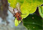 Macro of a brown fly sitting on a green leaf