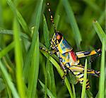 Macro of a bright coloured grasshopper sitting on grass