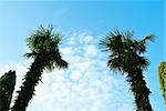 cloudscape with palm trees. nature