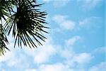 cloudscape with branch of palm tree. nature