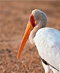 Portrait of a Yellow billed stork sitting in the setting sun