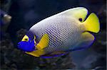 Beautiful exotic tropical fish angelfish