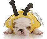 six week old english bulldog puppy dressed up as a bee