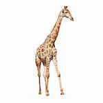 wild animal giraffe isolated