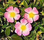 Three wild rose pink flowers in the springtime