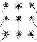 Palm trees on isolated white background. EPS file available.