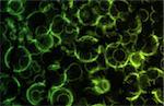 Green Microscopic Cell Organisms as an Abstract