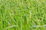Grass background - selective focus.  Wheaten field