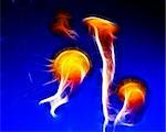 Glowing jelly fish abstract floating in the blue ocean