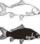 Black and white illustration carp, isolated vector