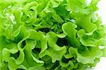 Fresh green Lettuce salad on white isolated background