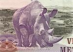 Rhinoceros on 20 Meticais 2006 Banknote from Mozambique.