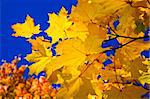 Orange maple leaves and blue sky