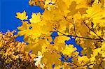Yellow maple leaves under blue sky