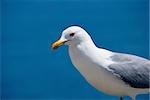 sea bird seagull. nature closeup