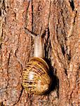 Closeup of a snail on a wet tree bark with a rough texture