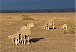 Female sheep with twin lambs standing in sunshine with  an approaching storm