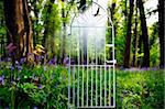 a gateway to a wood full of bluebells butterflys and paradise