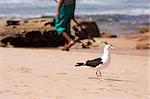 Curious seagull and fisherman on beach