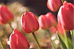 Summer background with red tulips