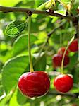 ripening cherry fruit on the branch