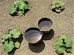 two buckets with water on the pumpkins vegetable bed