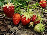 ripening strawberry fruits on the branch