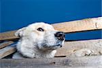 Wild dog is trying to get over the fence.