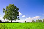 green tree on the field and cloudy sky