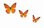 a few butterflies isolated with white background