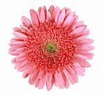 One pink flower with dew isolated on white background. Close-up. Studio photography.