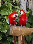 two red macaws on wooden stand agaisnt a vegetation background
