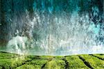 Grunge background landscape of Tea Plantations with sky
