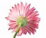 Back-side of pink flower isolated on white background. Close-up. Studio photography.