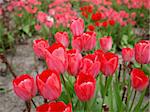 Tulips flower (plantae, angiosperms, monocots, liliales, liliaceae, lilioideae, tulipa)