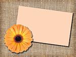 One orange flower with message-card on  textile background. Close-up. Studio photography.