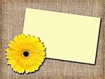 One yellow flower with message-card on  textile background. Close-up. Studio photography.