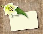 One white flower with message-card on textile background. Close-up. Studio photography.