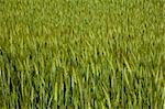 Shot of a field of green grain
