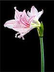 White and Pink Star Lily Isolated in Black Background