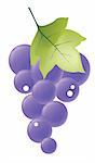 illustration drawing of beautiful grape with a leaf