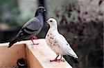 A white and a dark pigeon standing opposite sides