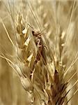 locust sitting on the wheat ear